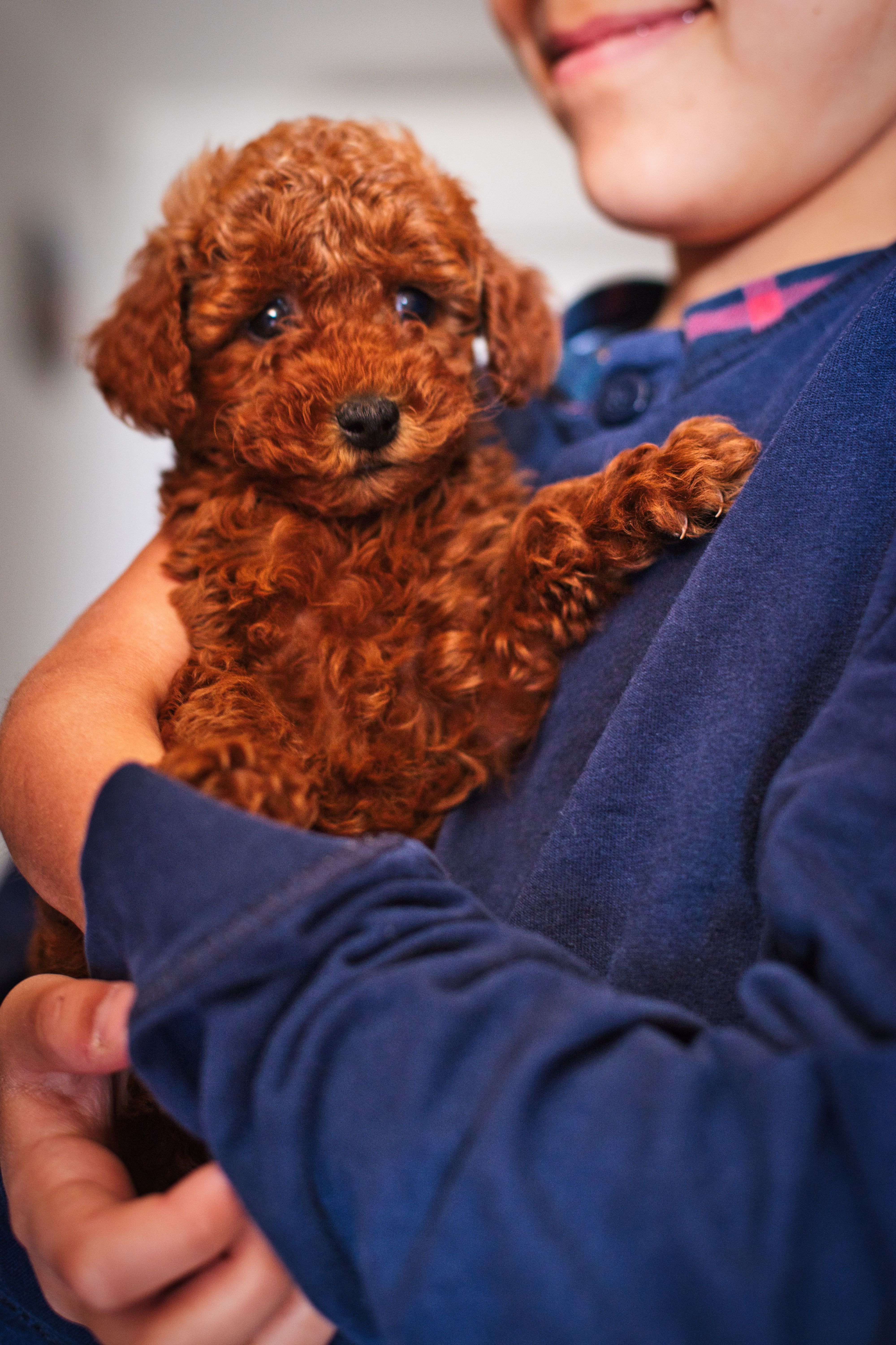 A child hugging a puppy