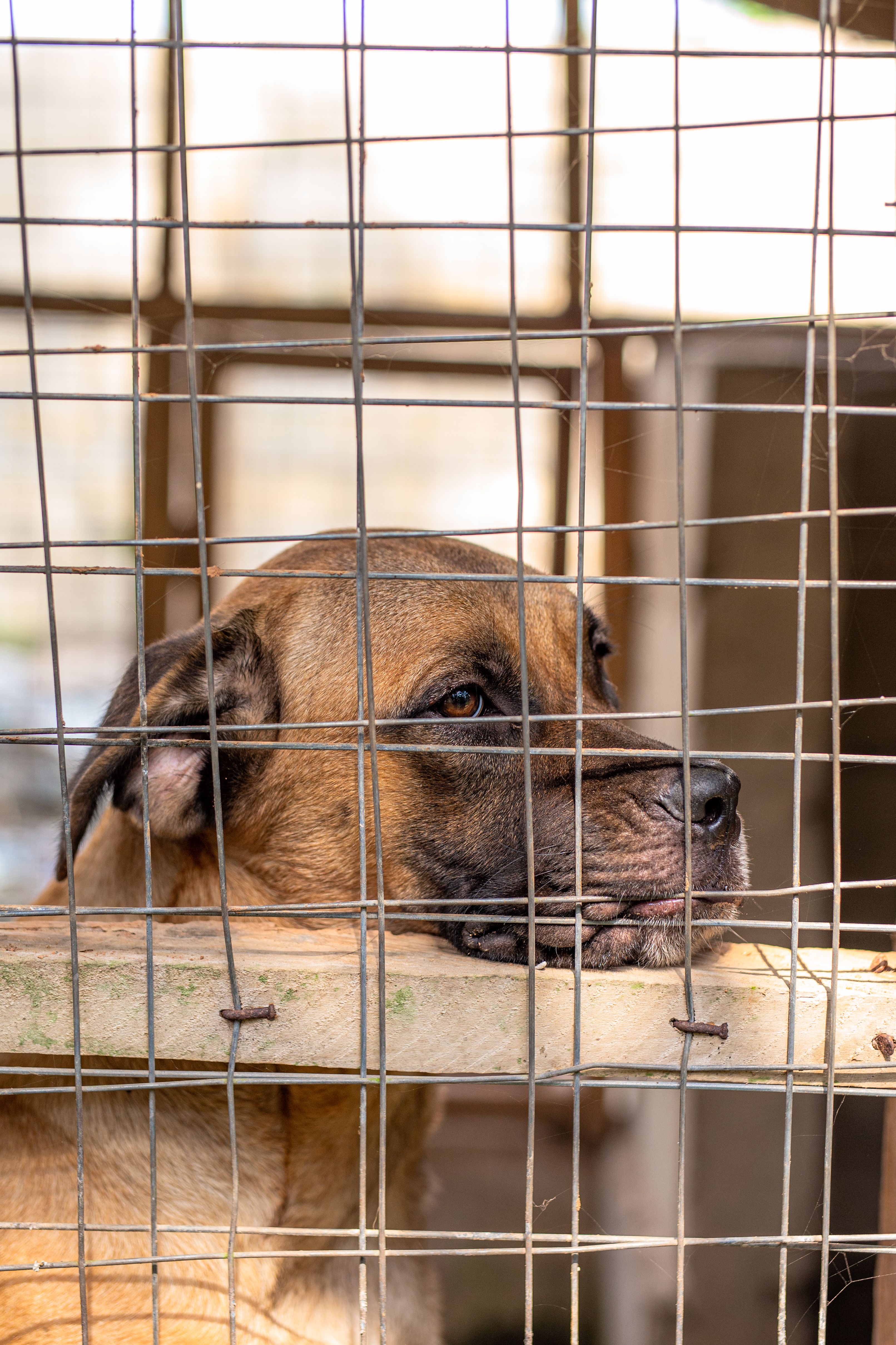A dog waiting in a shelter kennel